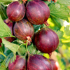 Gooseberry Plant - Lady Late