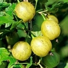 Gooseberry Plant - Lady Sun