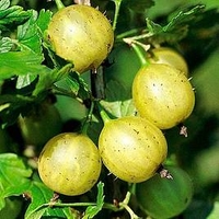 Gooseberry Plant - Lady Sun