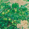 Gooseberry Plants - Collection
