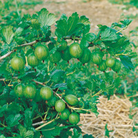 Gooseberry Plants - Collection
