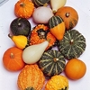 Gourd Seeds - Small-Fruited Mixed