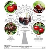 Gourmet Fruit Tree - Cherry