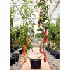 Grafted Duo Tomato Plants - F1 Orange Paruche/Sweet Petit