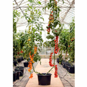 Grafted Duo Tomato Plants - F1 Orange Paruche/Sweet Petit