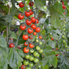 Grafted Duo Tomato Plants - F1 Sweet Petit/F1 Zebrino