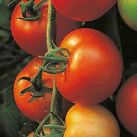Grafted Tomato Gourmet Plant Selection