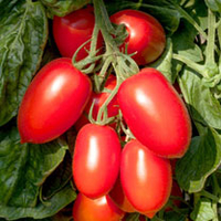 Grafted Tomato Plant - Crimson Plum