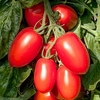 Grafted Tomato Plant - Crimson Plum