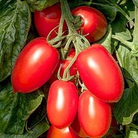 Grafted Tomato Plant - Crimson Plum