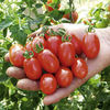 Grafted Tomato Plant - Cupido