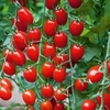 Grafted Tomato Plant - F1 Aviditas