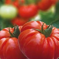 Grafted Tomato Plant - F1 Buffalosteak