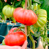Grafted Tomato Plant - F1 Crimson Beefsteak