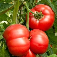 Grafted Tomato Plant - F1 Crimson Blush
