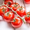 Grafted Tomato Plant - F1 Crimson Cherry
