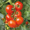 Grafted Tomato Plant - F1 Elegance
