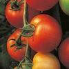 Grafted Tomato Plant - F1 Shirley