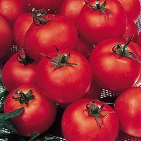 Grafted Tomato Plant - F1 Shirley