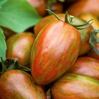 Grafted Tomato Plant - Shimmer