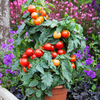 Grafted Tomato Plant - Summerlast