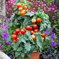 Grafted Tomato Plant - Summerlast