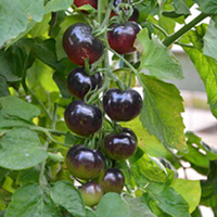 Grafted Tomato Plant - The Black Tomato Indigo Rose