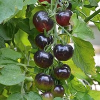 Grafted Tomato Plant - The Black Tomato Indigo Rose