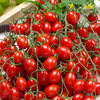 Grafted Tomato Plant - Tutti Frutti F1 Grape