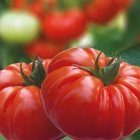 Grafted Tomato Plants - Buffalosteak