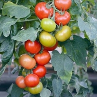 Grafted Tomato Plants - Crimson Collection