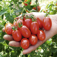Grafted Tomato Plants - Cupido