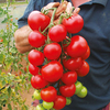 Grafted Tomato Plants - Elegance