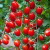 Grafted Tomato Plants - F1 Aviditas