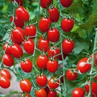 Grafted Tomato Plants - F1 Aviditas