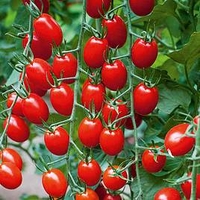 Grafted Tomato Plants - F1 Aviditas
