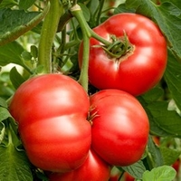 Grafted Tomato Plants - F1 Crimson Blush