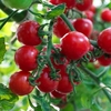Grafted Tomato Plants - F1 Crimson Cherry