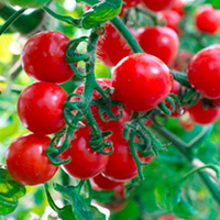 Grafted Tomato Plants - F1 Crimson Cherry