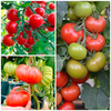 Grafted Tomato Plants - F1 Crimson Collection