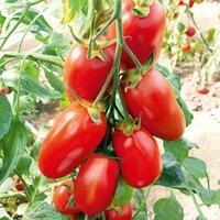 Grafted Tomato Plants - F1 Giulietta