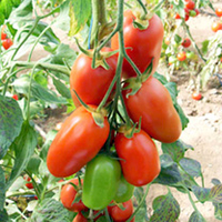 Grafted Tomato Plants - F1 Giulietta