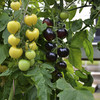 Grafted Tomato Plants - F1 Indigo Rose/White Cherry Twin