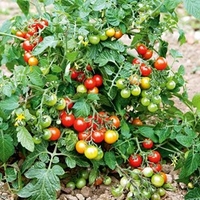 Grafted Tomato Plants - F1 Lizzano