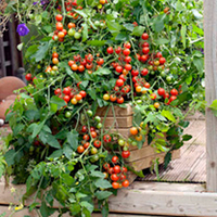 Grafted Tomato Plants - F1 Lizzano