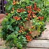 Grafted Tomato Plants - F1 Lizzano