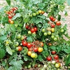 Grafted Tomato Plants - F1 Lizzano