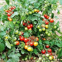 Grafted Tomato Plants - F1 Lizzano