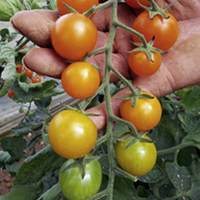 Grafted Tomato Plants - F1 Orangino
