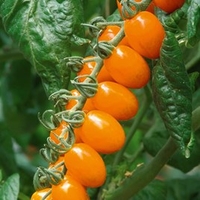 Grafted Tomato Plants - F1 Santorange